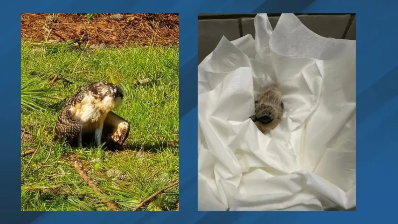Second wave of baby mammals hits as OWLS intake stays high and supplies run low