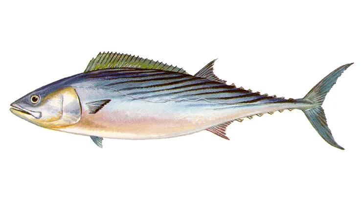 Proposed Atlantic bonito bag limit comment period to open