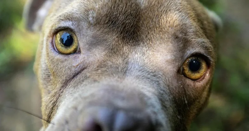 Cute puppies and music? Battle of the local bands to raise money for SCPA of the Triad