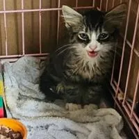 Firefighters Rescue Cat. Cat Isn't Too Happy About It.