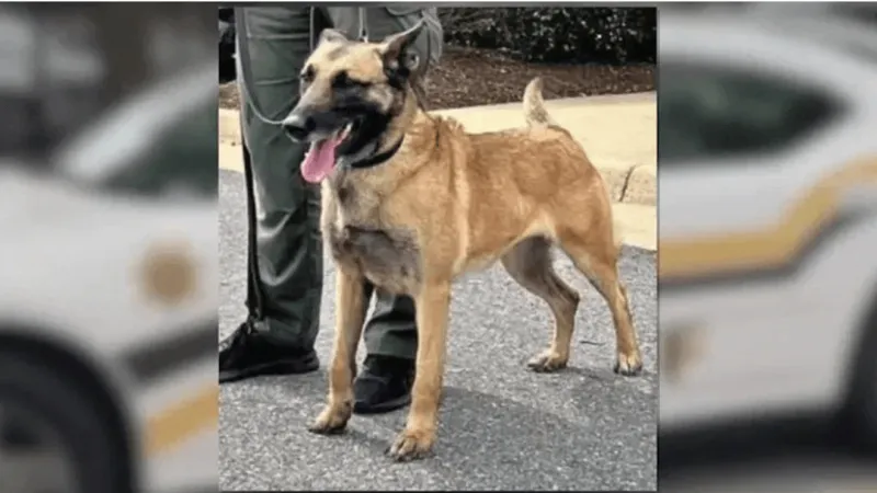 Justice for Chilli to host celebration of life, urging stronger K-9 protections in NC