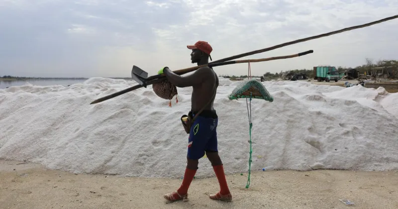 Senegal's 'Pink Lake' recovers its rosy hue, reviving salt trade