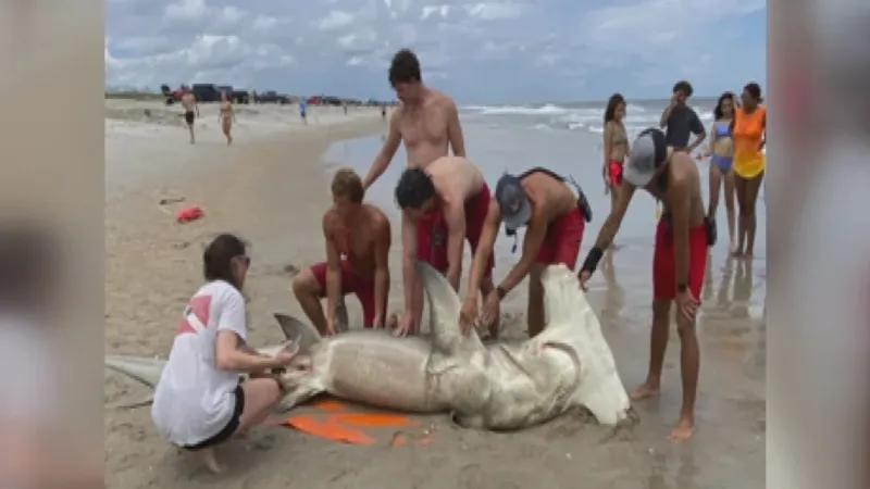 13-foot hammerhead found washed up near Carolina Beach Pier