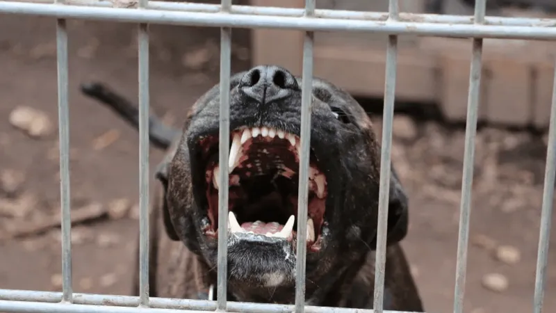 Carteret County toughens dangerous dog rules, raising penalties after recent attacks
