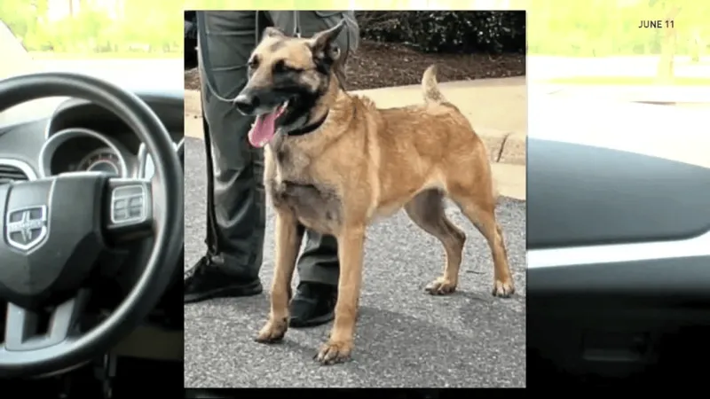 Pitt County Commission meets as SBI review into K-9 Chilli death continues