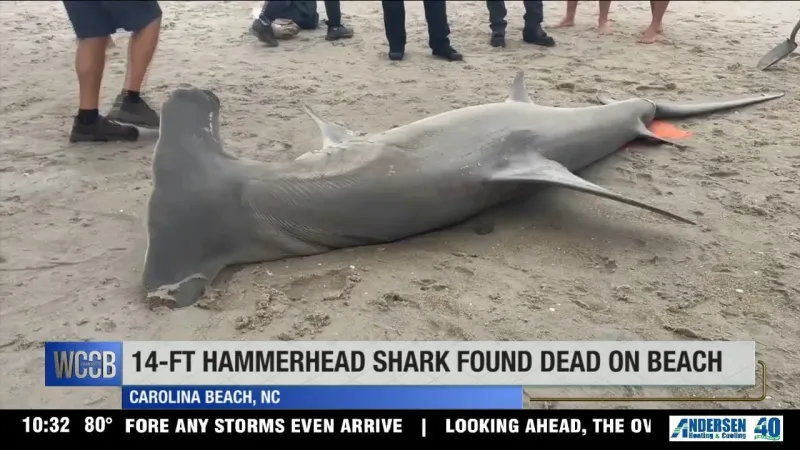 14-foot hammerhead shark found dead at Carolina Beach over the weekend