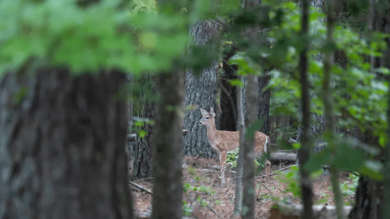 Public meeting planned after CWD detected in Edgecombe County