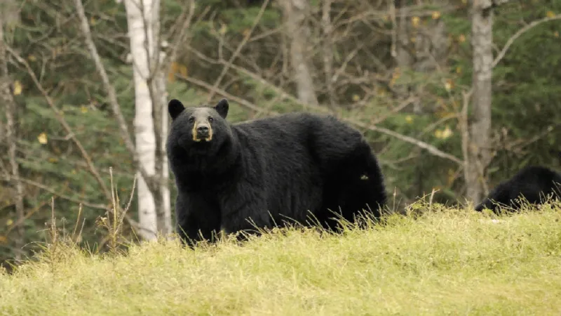 NC wildlife officials recommend electric fencing to deter bears
