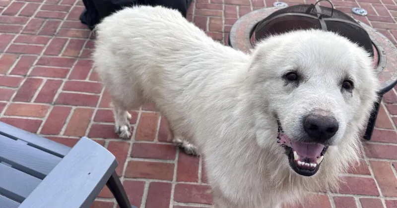 Found Dog, Great Pyrenees in Eagle Springs