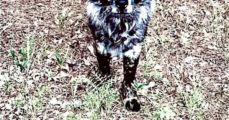 Found Dog, Black and White Chow Mix in Vass