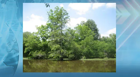 Triangle Land Conservancy Preserves 602 More Acres Along Neuse River