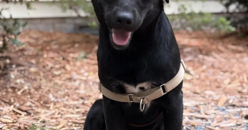 Found Dog, Black Lab in Jackson Springs