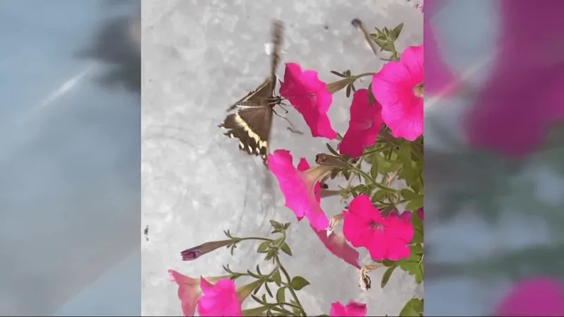 Onslow Master Gardeners seek citizen scientists for pollinator events in August