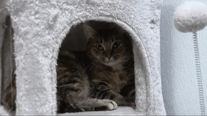 New Jacksonville cat caf partners with Onslow Animal Services to ease overcrowding
