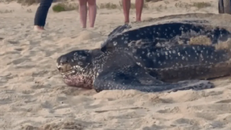 Leatherback turtle spotted in Southern Shores