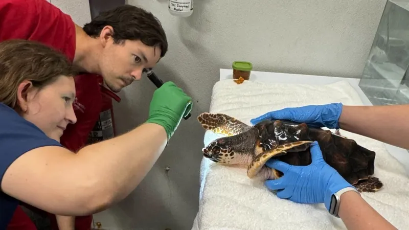 Two loggerhead yearlings at NC Aquarium ready for release after year of rehab