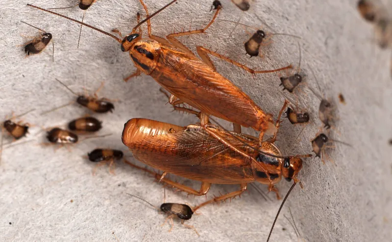 German Cockroaches Appear to Be More Social Animals than Previously Thought