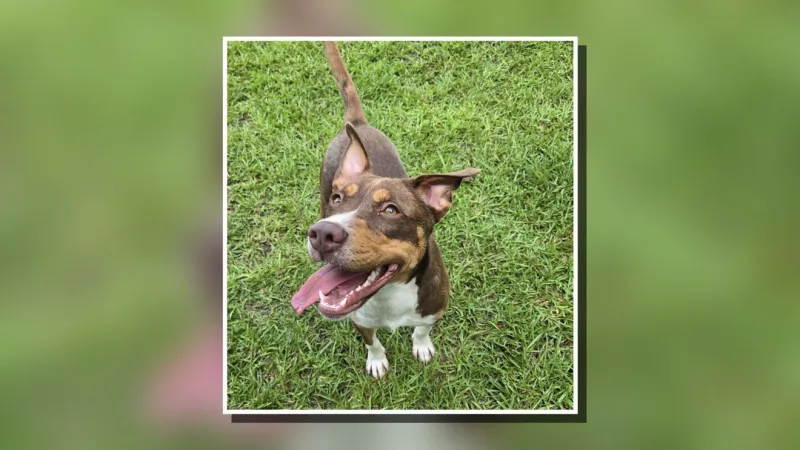 Mandy, an Australian shepherd mix, up for adoption at Beaufort County Animal Services