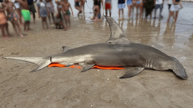 Hammerhead shark found dead at Carolina Beach
