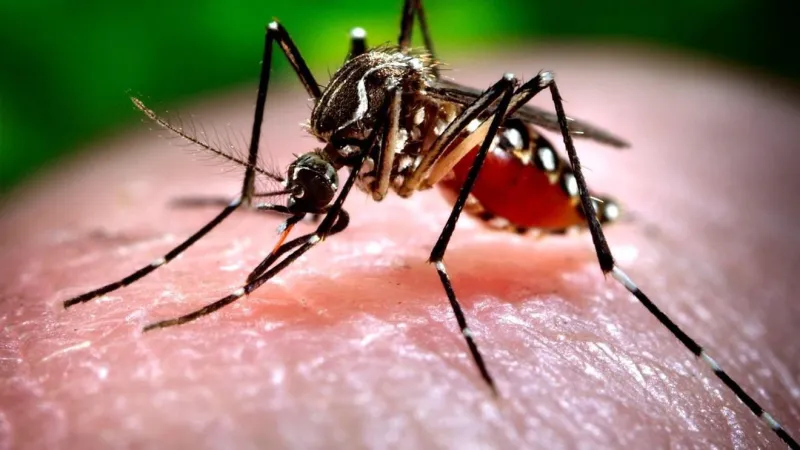 North Carolina investigates first West Nile case of 2026