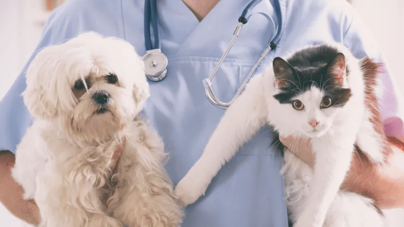 Craven-Pamlico Animal Services to waive adoption fees Aug. 14-15 in two-day event