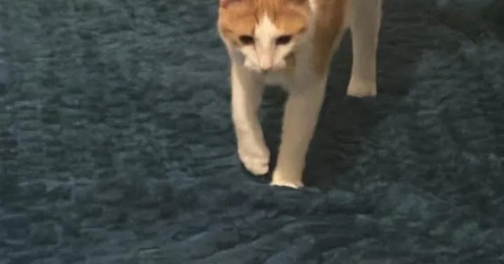 Found Cat, Orange and White Cat in Cameron (Linden Oaks)