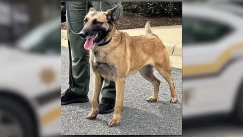 Construction closes Town Common, K9 Chilli celebration of life event postponed