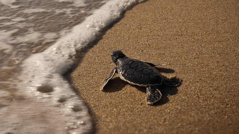 Lights out, flippers forward: Topsail hatchlings get a helping hand