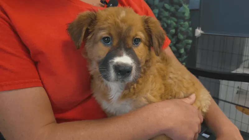 Kinston puppy Tacktoo seeks patient home after feral start in Lenoir County