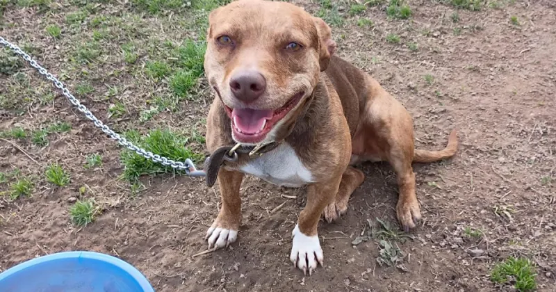Lost Dog, Staffordshire mix in Robbins