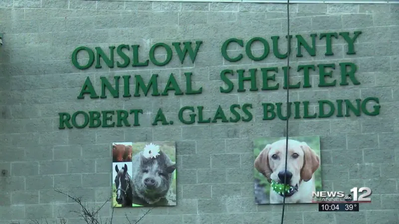 Onslow County Animal Services says every adoptable cat was adopted Saturday