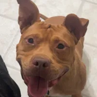 Lost Dog, Tan Pit Bull in Carthage