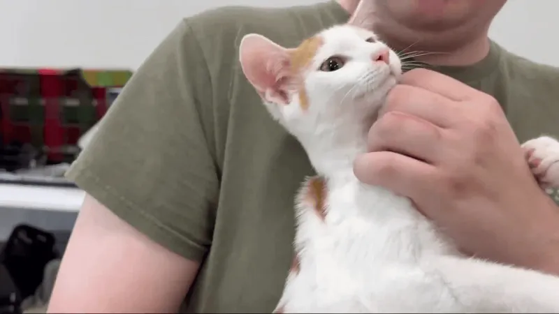 PAWS and Pamlico County Library team up for cat adoption pop-up in Bayboro