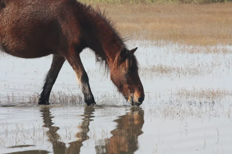 Nonprofit that cares for Shackleford's wild horses turns 30