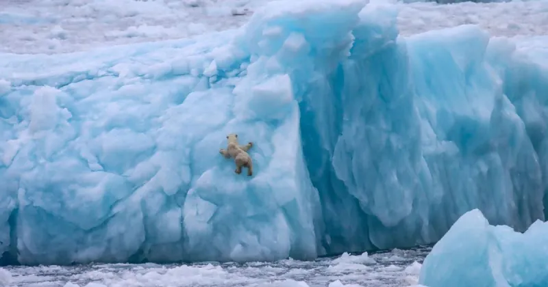 Foxes, hares and polar bears in the frozen wastelands of Greenland