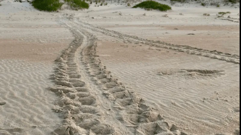 Volunteers excavate Outer Banks sea turtle nests to track hatching success