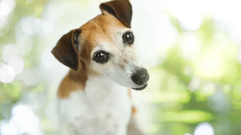 Pet owners can learn natural ways to support dogs' overall health at Cedar Point class