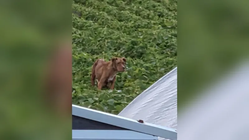Craven County officials urge residents to stop dumping animals