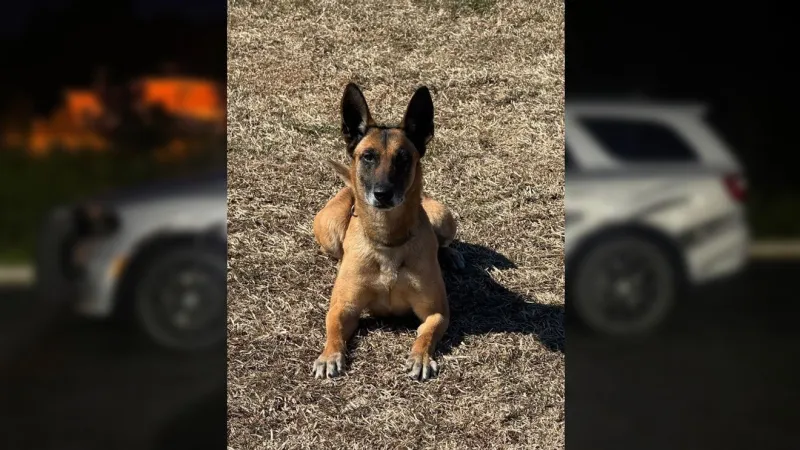 Tyrrell County K-9 Leni to receive new heat alarm system for patrol vehicle