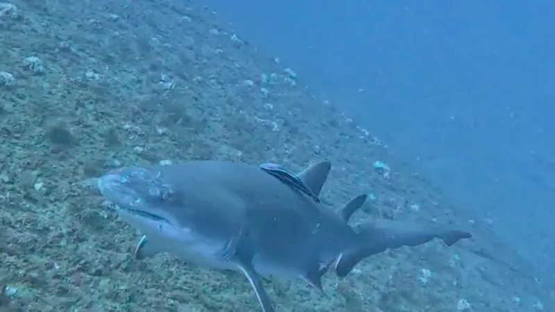 State study spotlights shipwrecks and reefs as key sand tiger shark habitat off NC coast