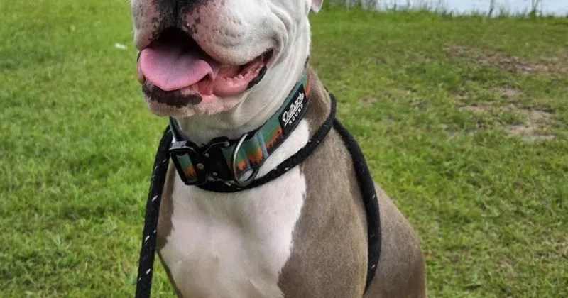 Pet of the Week: Archer