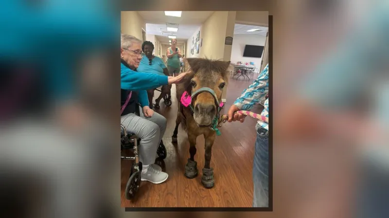 Pony visit trots in big smiles at Onslow House assisted living in Jacksonville