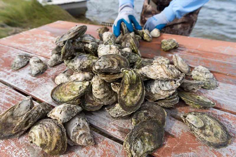 Grower survey to assist balanced approach to mariculture