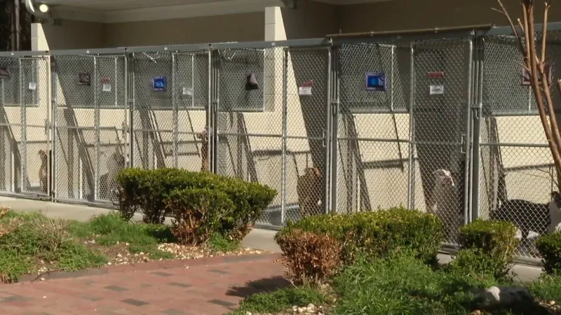 Beaufort County Animal Services urges adopters as dog capacity hits limit