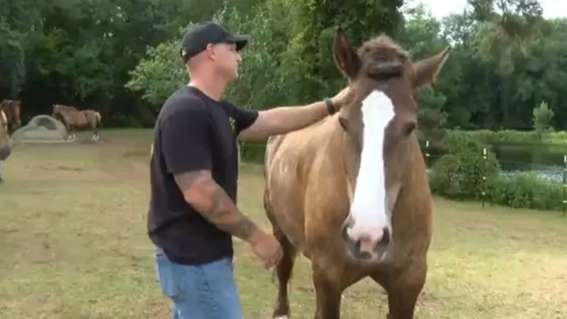 Jacksonville nonprofit uses equine therapy to support veterans after service