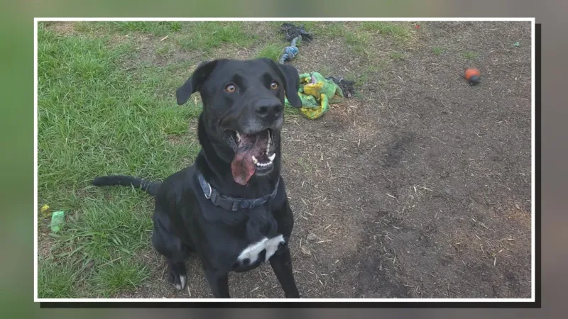 Tennis ball-loving black Lab Boss up for adoption in Newport