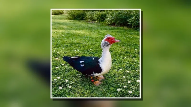 Operation Foster seeks Havelock-area home for duck while owner serves