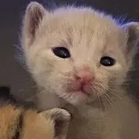 NC coastal town takes resident to court over 'cat rescue' home