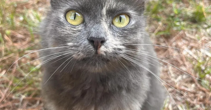Found Cat, Diluted Tortie in Southern Pines