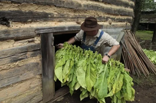 Duke Homestead To Showcase Tobacco History During Annual Brightleaf Harvest Day And Barbecue Fundraiser, Aug. 22
